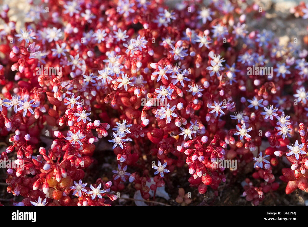 Ciel Pierre-culture, Baby-pierre-feuille-Rouge, de récolte des cultures de la pierre, le ciel bleu-bébé, orpin orpin orpin, Azure, Azure, récolte de Pierre Pierre Bleue orpin, bleu-rouge, récolte-feuille orpin (Sedum caeruleum), blooming Banque D'Images