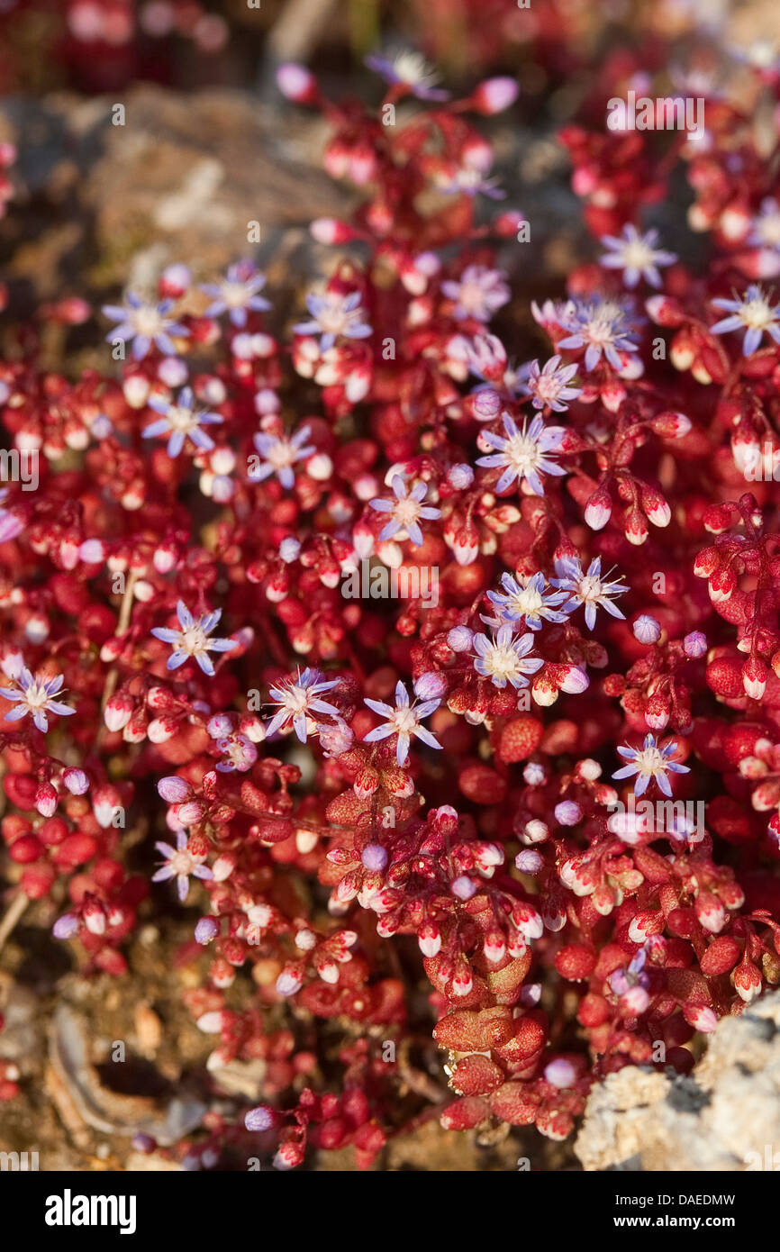 Ciel Pierre-culture, Baby-pierre-feuille-Rouge, de récolte des cultures de la pierre, le ciel bleu-bébé, orpin orpin orpin, Azure, Azure, récolte de Pierre Pierre Bleue orpin, bleu-rouge, récolte-feuille orpin (Sedum caeruleum), blooming Banque D'Images