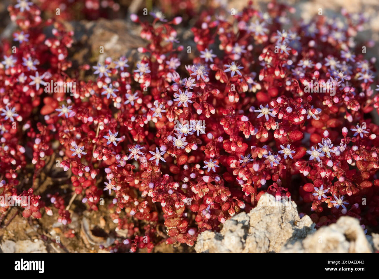 Ciel Pierre-culture, Baby-pierre-feuille-Rouge, de récolte des cultures de la pierre, le ciel bleu-bébé, orpin orpin orpin, Azure, Azure, récolte de Pierre Pierre Bleue orpin, bleu-rouge, récolte-feuille orpin (Sedum caeruleum), blooming Banque D'Images