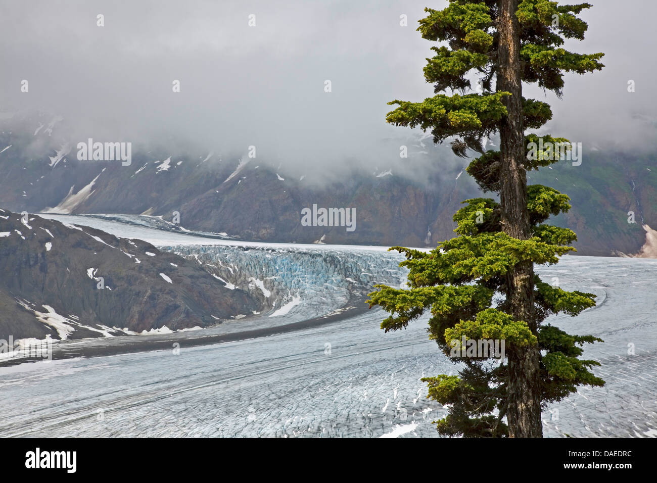 La pruche subalpine (Tsuga mertensiana), Salmon-Glacier avec la pruche subalpine, le Canada, la Colombie-Britannique, la Forêt Nationale Tongass, Misty Fjords National Monument Banque D'Images