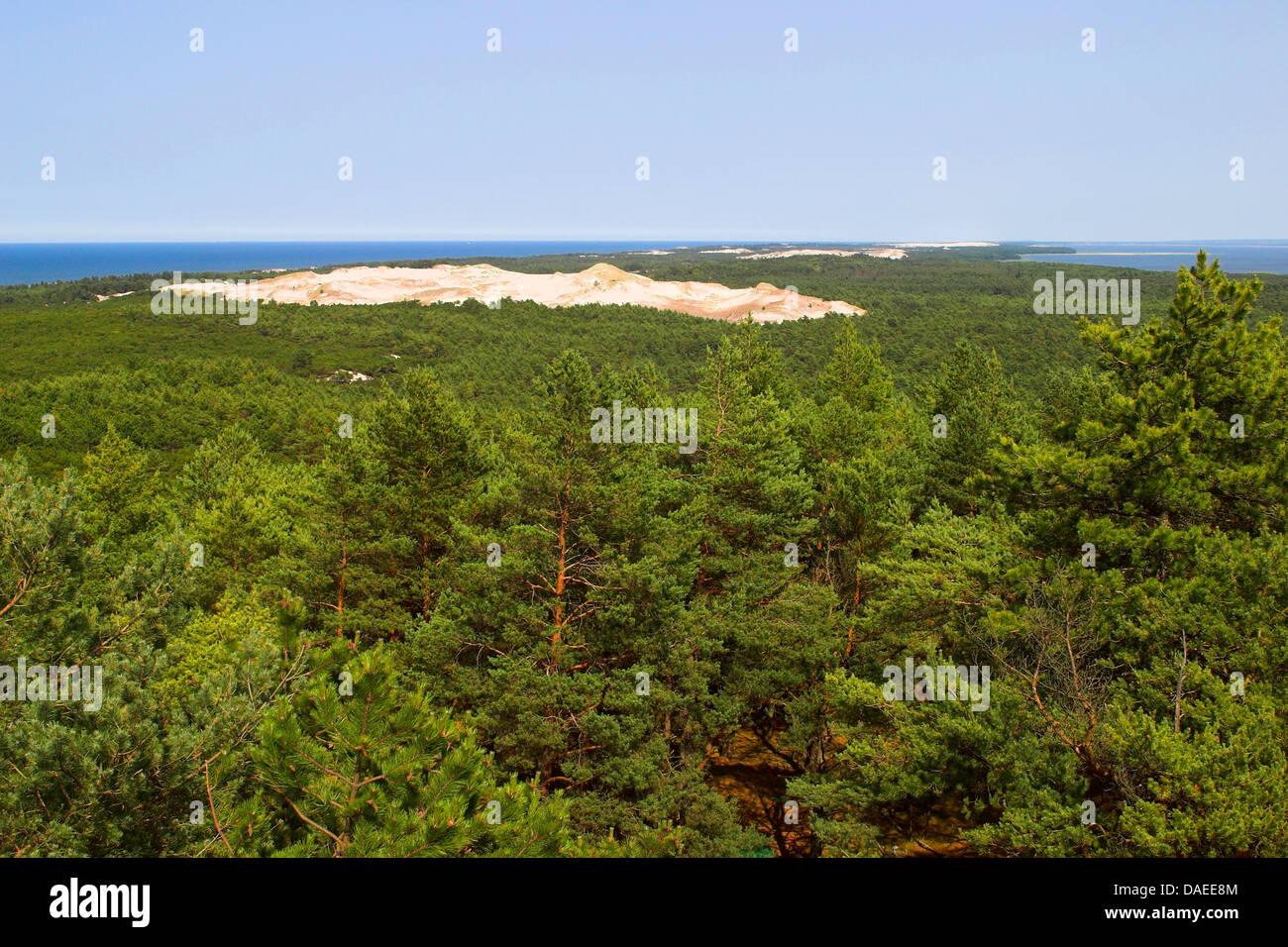 Vue sur forêt de pins à l'intérieur dune Biala Gora, Pologne, le Parc National Slowinski Banque D'Images