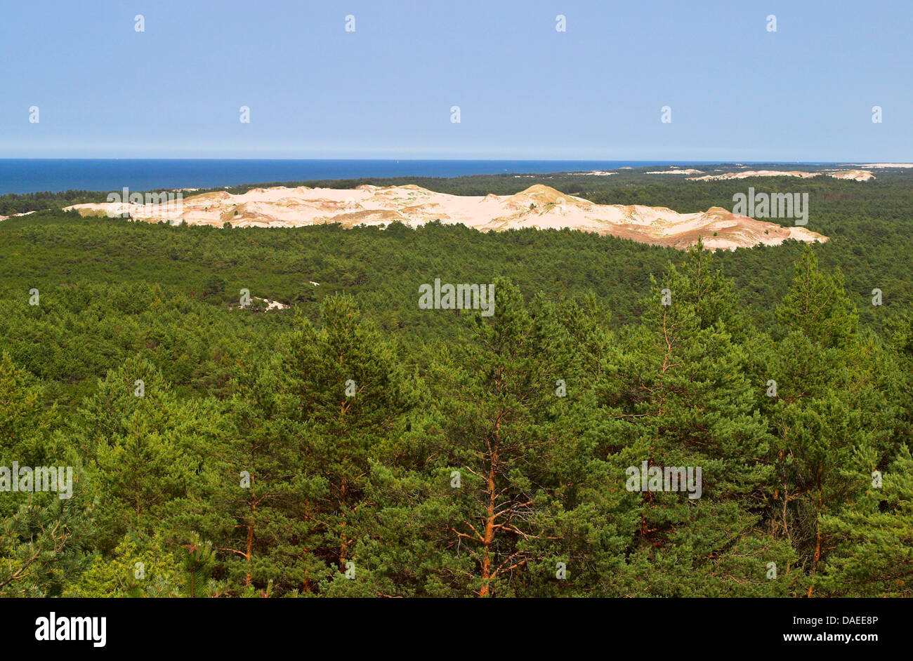Vue sur forêt de pins à l'intérieur dune Biala Gora, Pologne, le Parc National Slowinski Banque D'Images