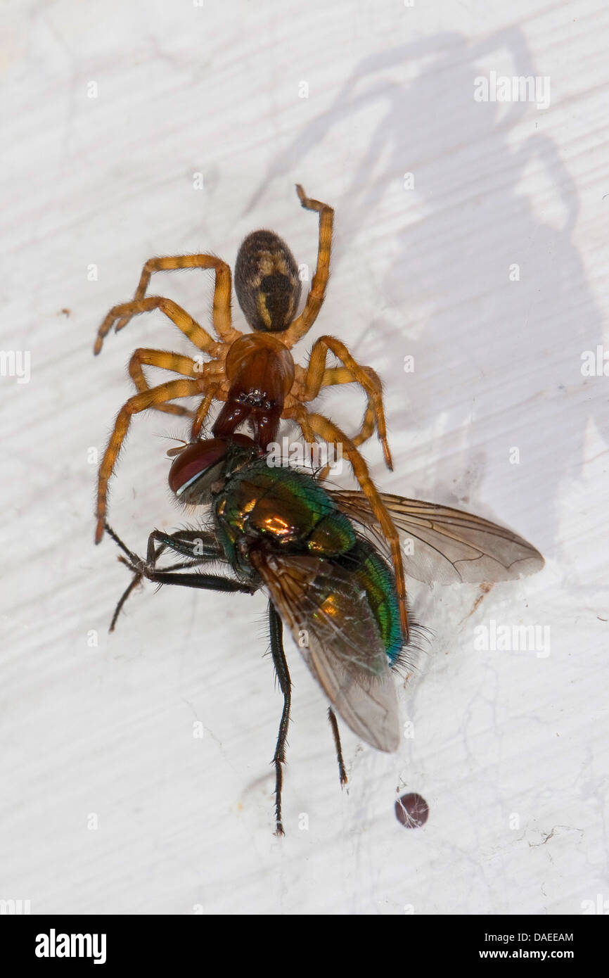 Dentelle fenêtre weaver (Amaurobius fenestralis Amaurobius similis oder), femelle à pris la mouche vert bouteille, Allemagne Banque D'Images