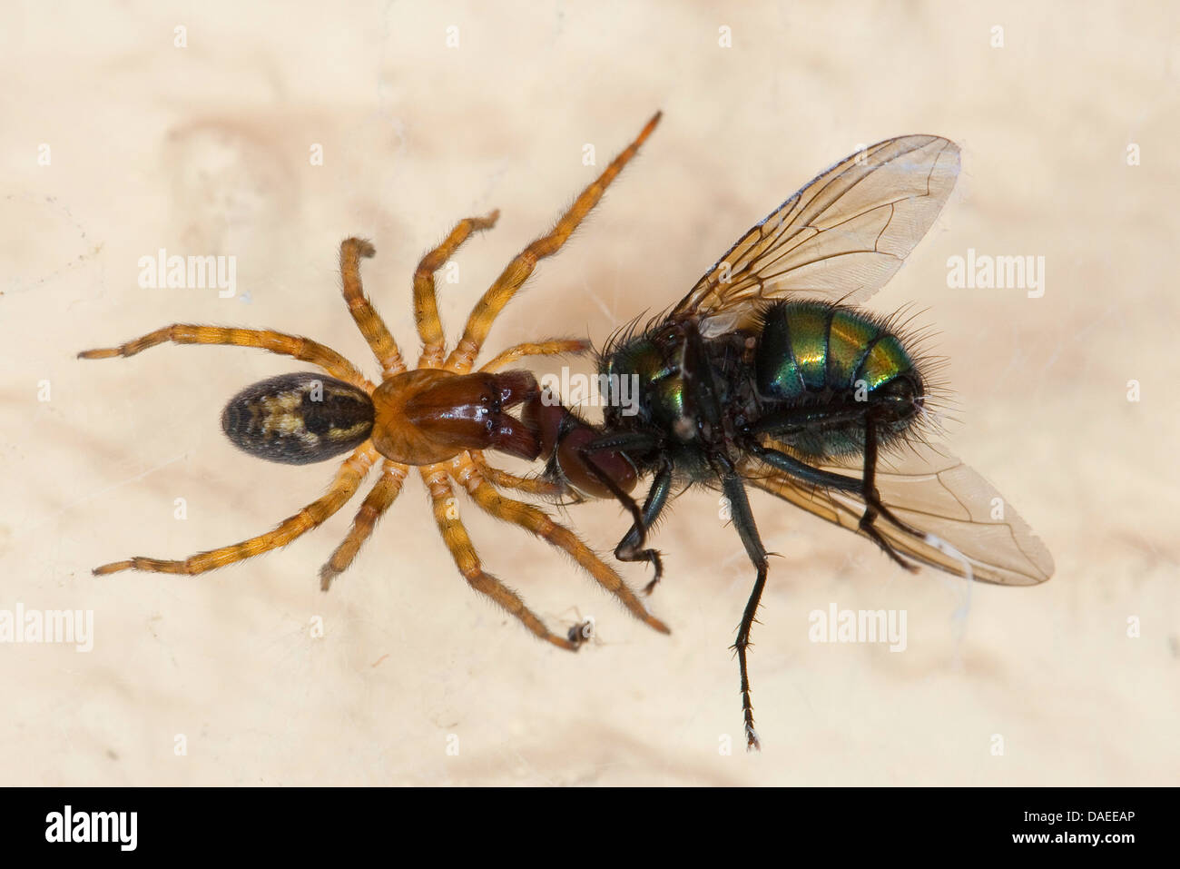 Dentelle fenêtre weaver (Amaurobius fenestralis Amaurobius similis oder), femelle à pris la mouche vert bouteille, Allemagne Banque D'Images