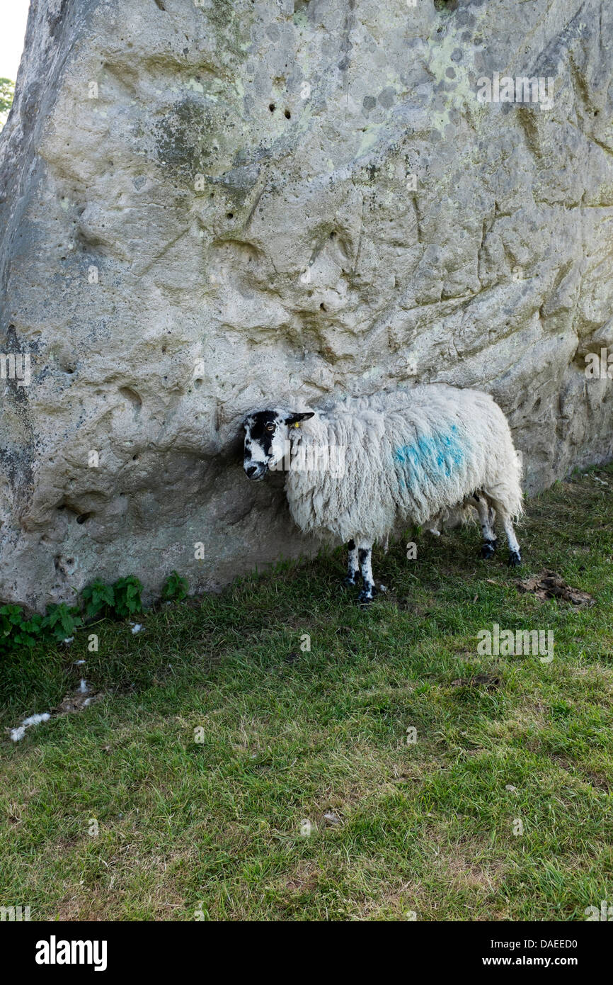 Mouton à l'une des pierres à Avebury Banque D'Images