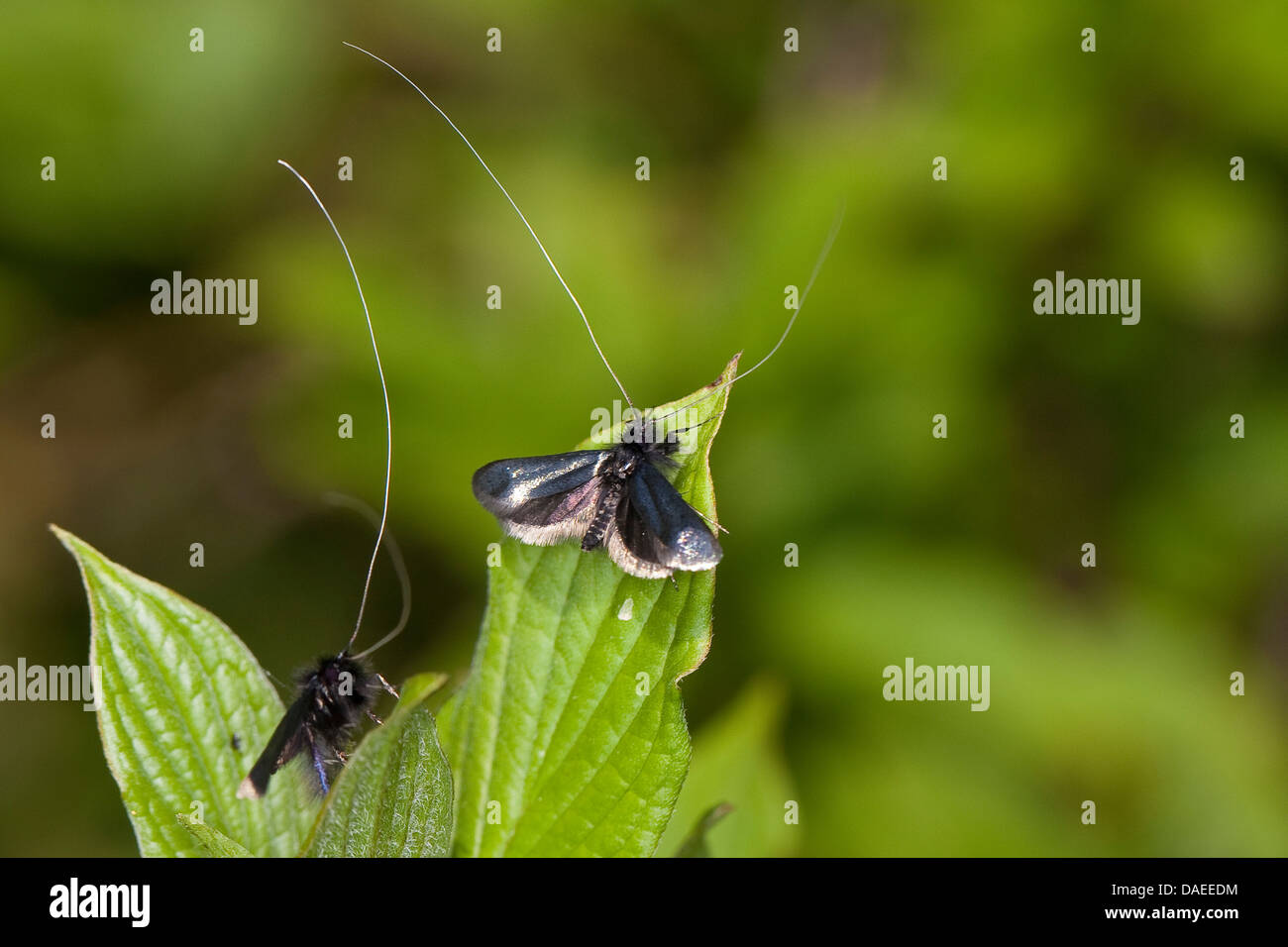 Longhorn vert, vert-Long Horn (Adela reaumurella, Phalaena reaumurella, Phalaena viridella viridella, Adela), les hommes de feuilles, Allemagne Banque D'Images