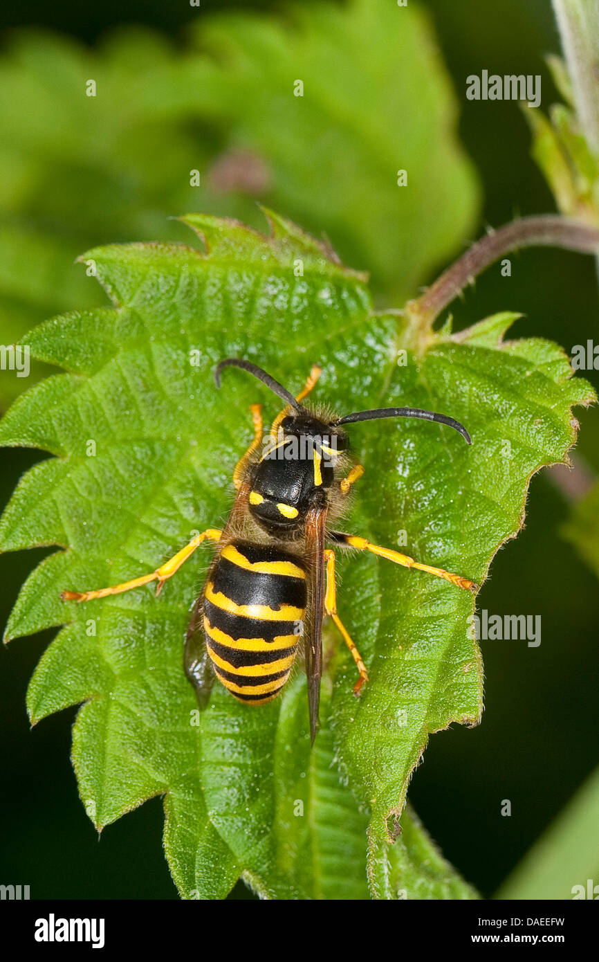 Tree wasp wasp, bois (Dolichovespula sylvestris), imprimeur de séance d'une feuille, Allemagne Banque D'Images
