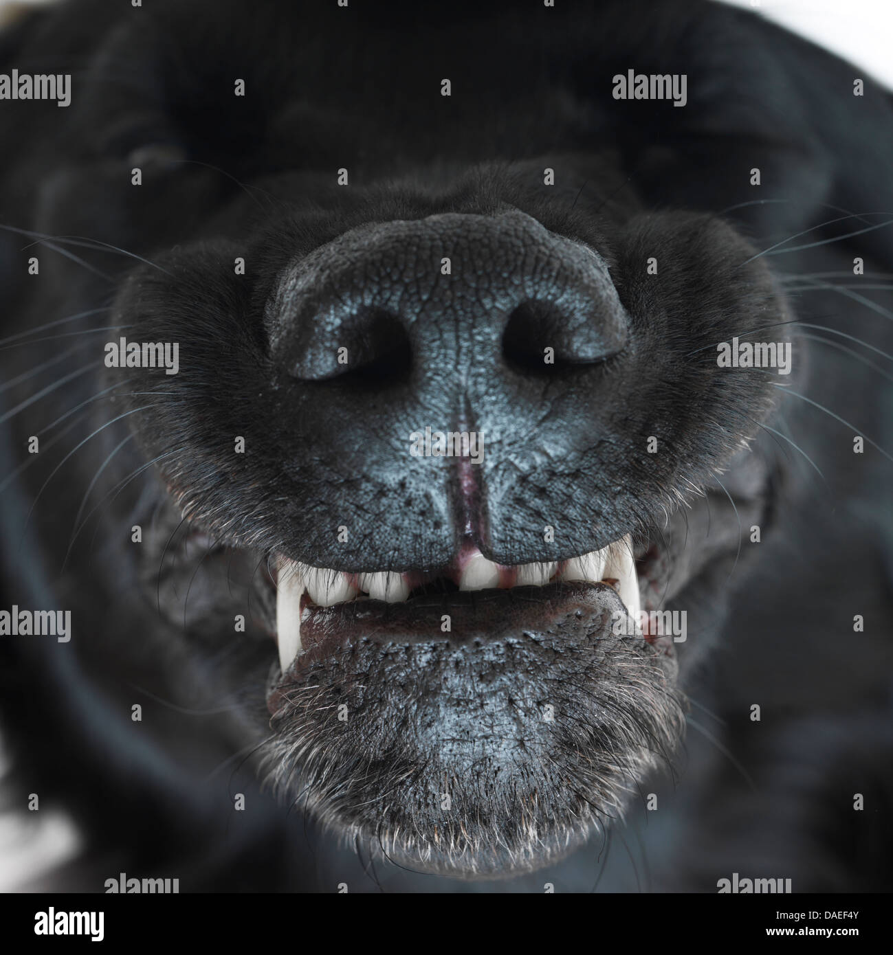 Couchage chien noir avec dents montrant Banque D'Images