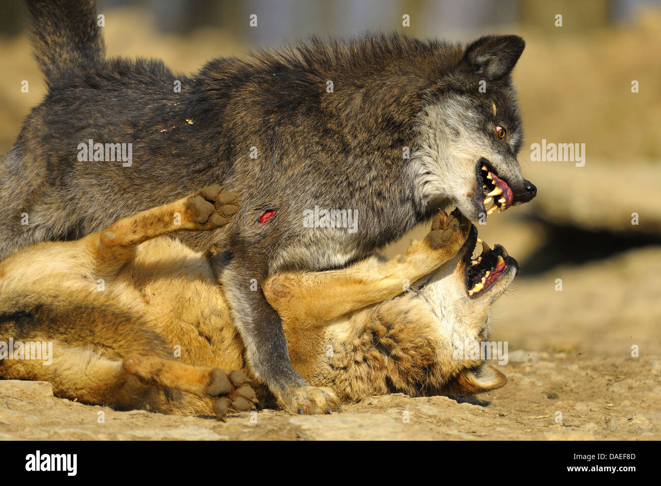 Le loup gris d'Europe (Canis lupus lupus), le loup bataille dans la période d'accouplement, Allemagne Banque D'Images