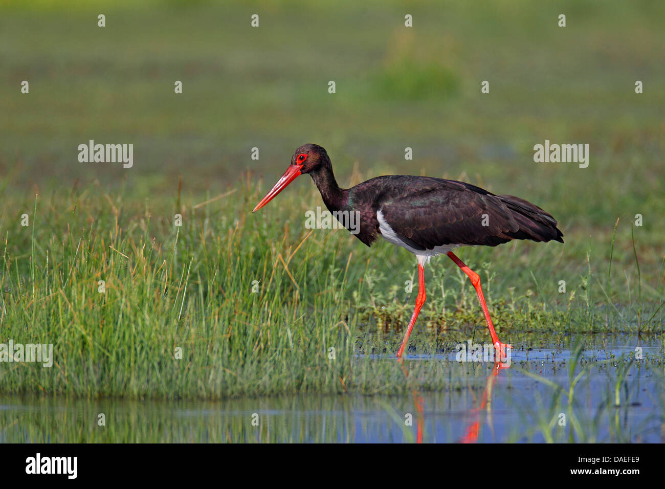 La cigogne noire (Ciconia nigra), à la recherche de nourriture dans les eaux peu profondes, la Grèce, Lesbos Banque D'Images