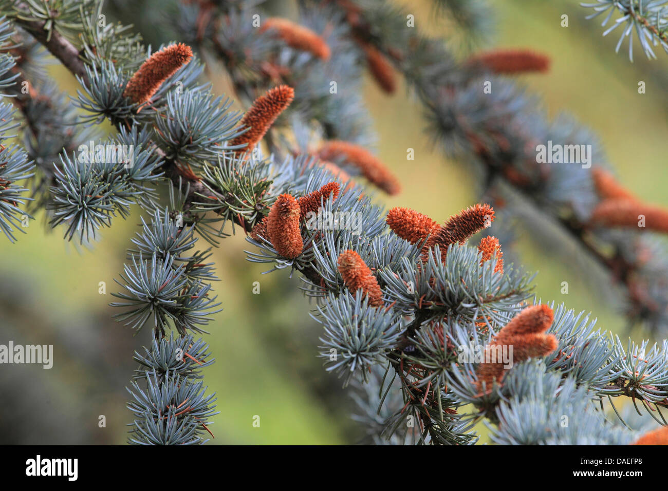 Le cèdre bleu (Cedrus atlantica 'Glauca', Cedrus atlantica Glauca), des branches avec des fleurs mâles Banque D'Images