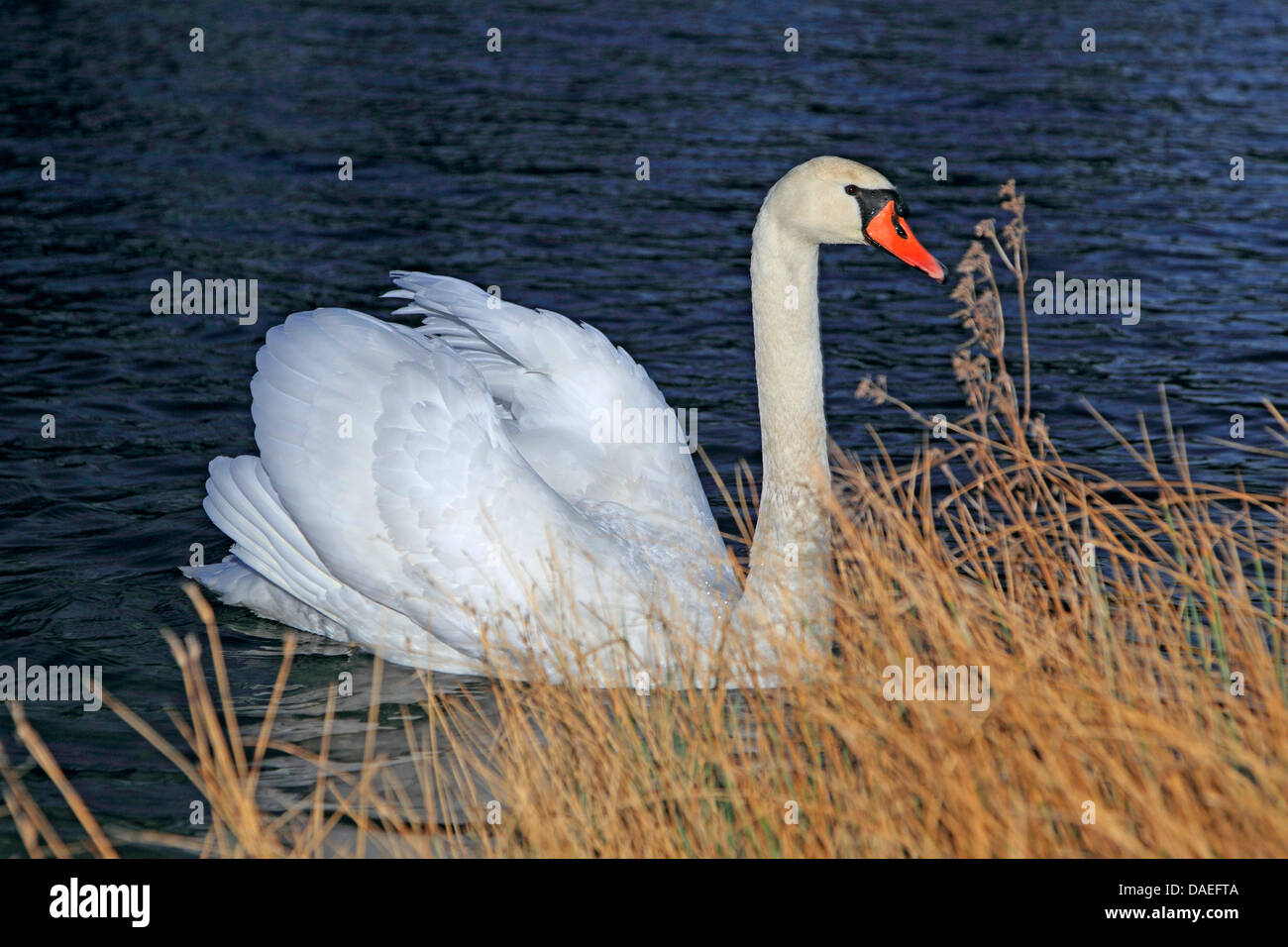 Mute swan (Cygnus olor), à la rive du Rhin, Allemagne Banque D'Images