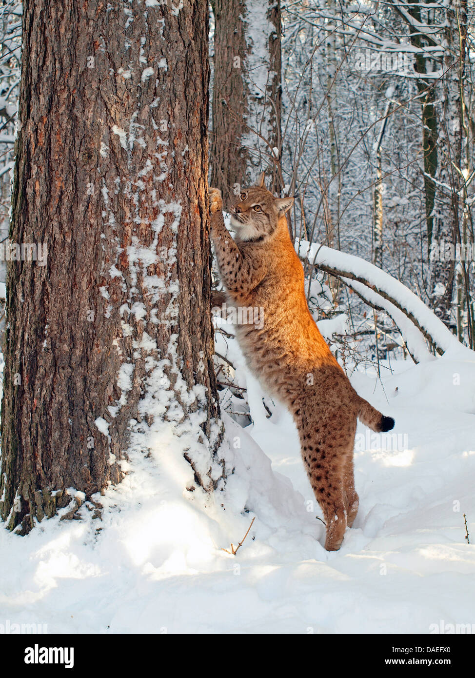 Le lynx (Lynx lynx lynx), debout sur un tronc d'arbre en hiver, Allemagne Banque D'Images