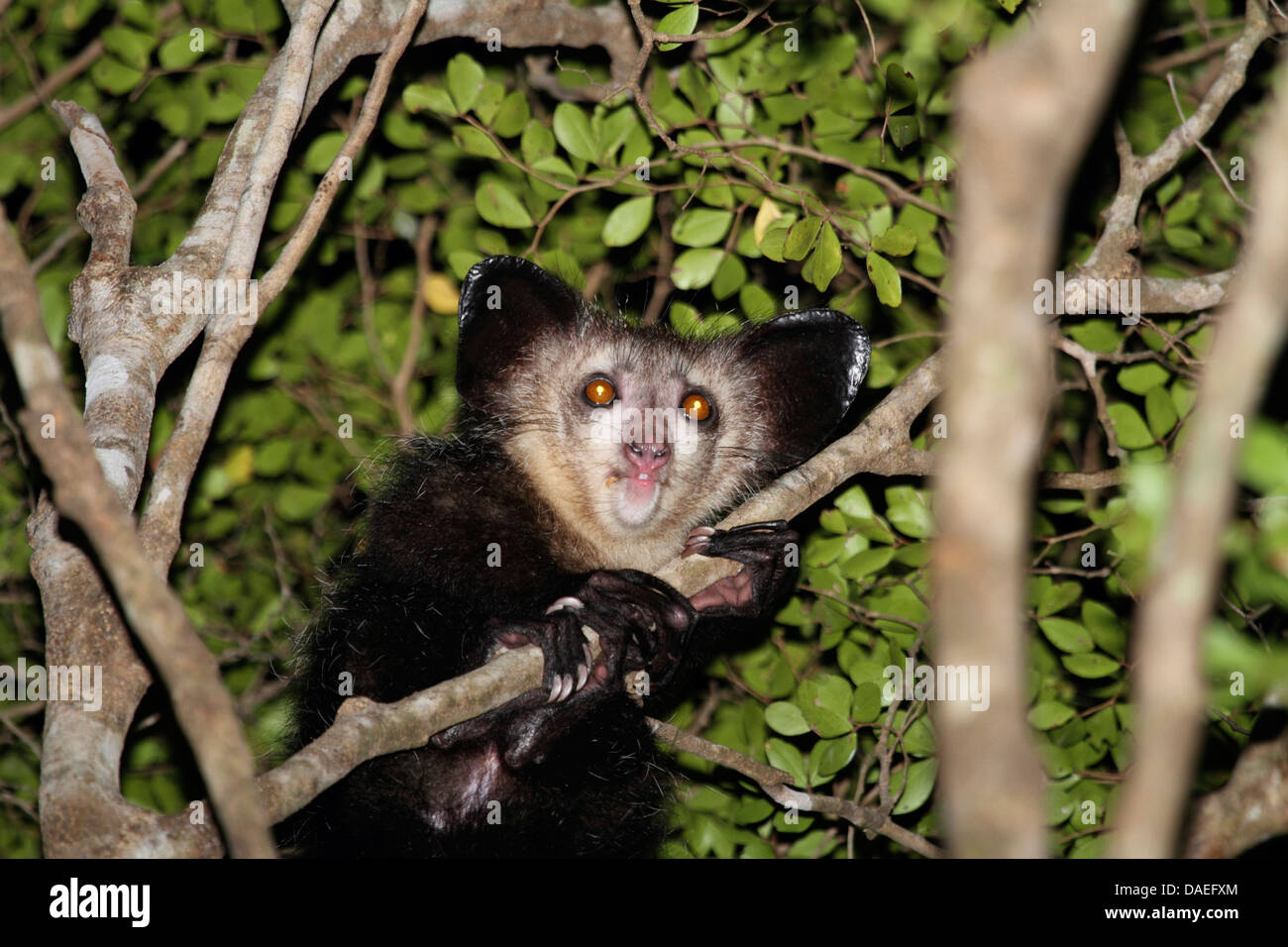 Aye-aye (Daubentonia madagascariensis), s'accroche à la branche, Madagascar, Antsiranana, Daraina Banque D'Images