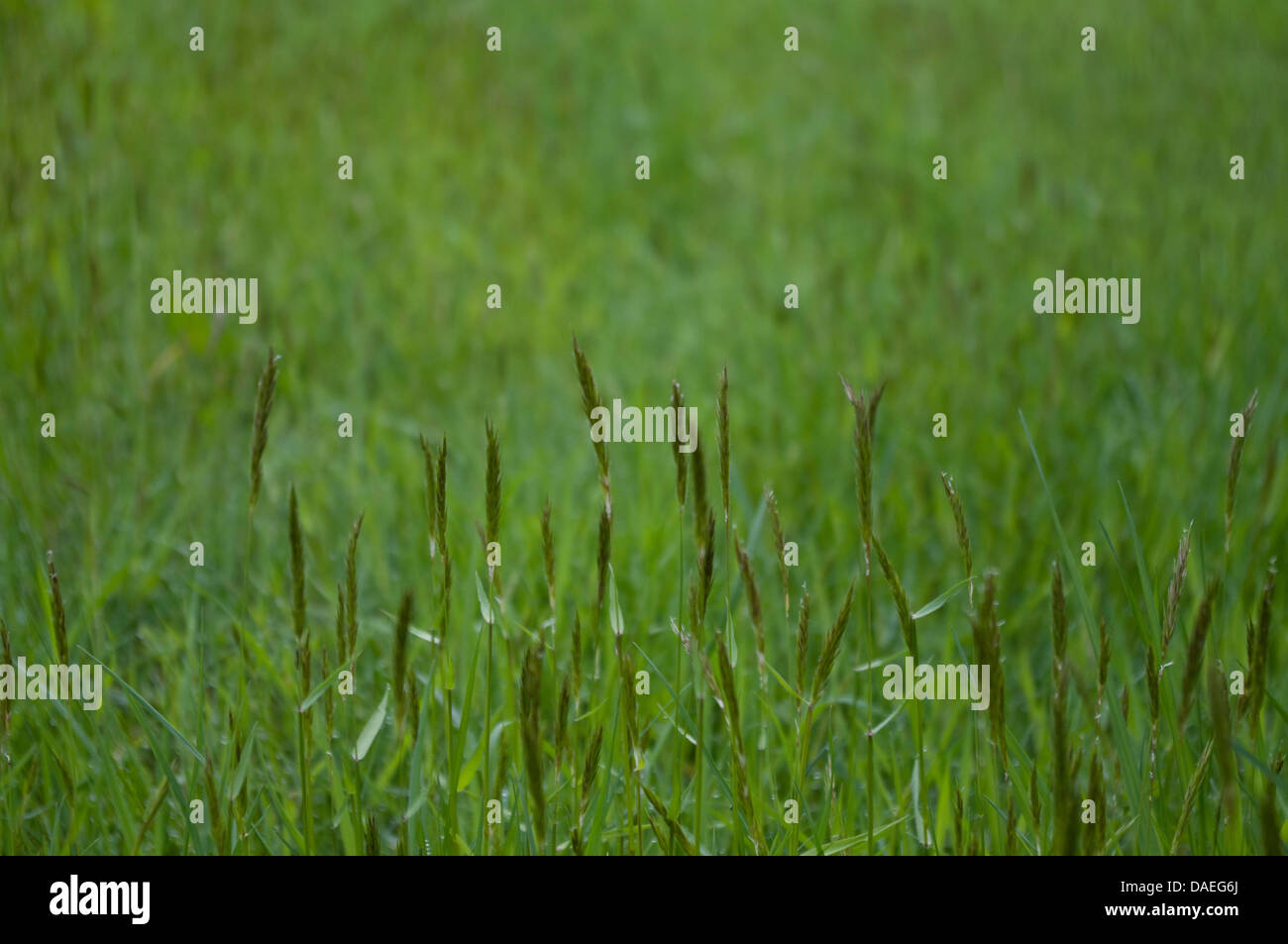 Sur les herbes de prairie spring Banque D'Images