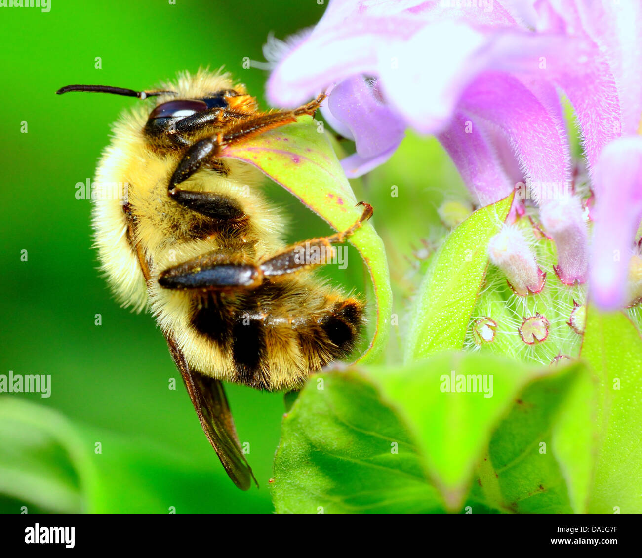 Bourdon perché sur une fleur la collecte du pollen. Banque D'Images