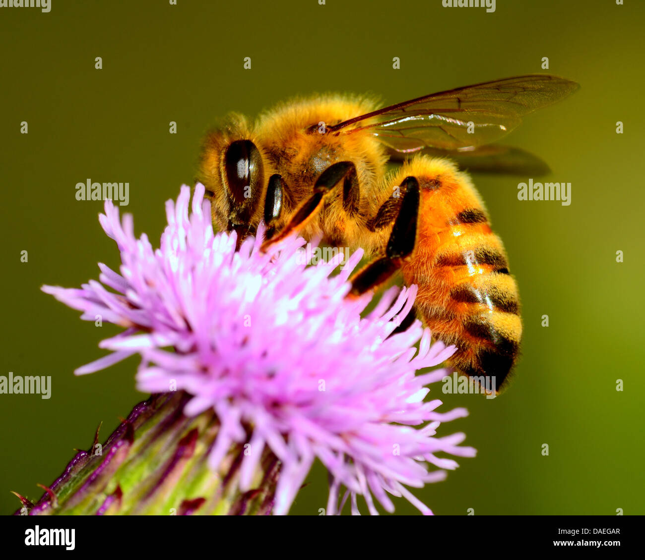 Abeille à miel la collecte du pollen d'une fleur. Banque D'Images