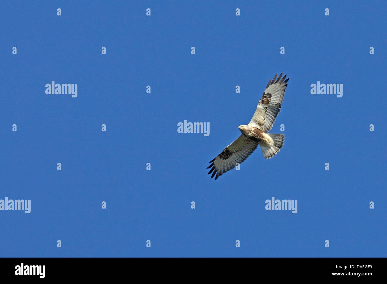 La Buse pattue (Buteo lagopus), vol , Suède, Falsterbo Banque D'Images