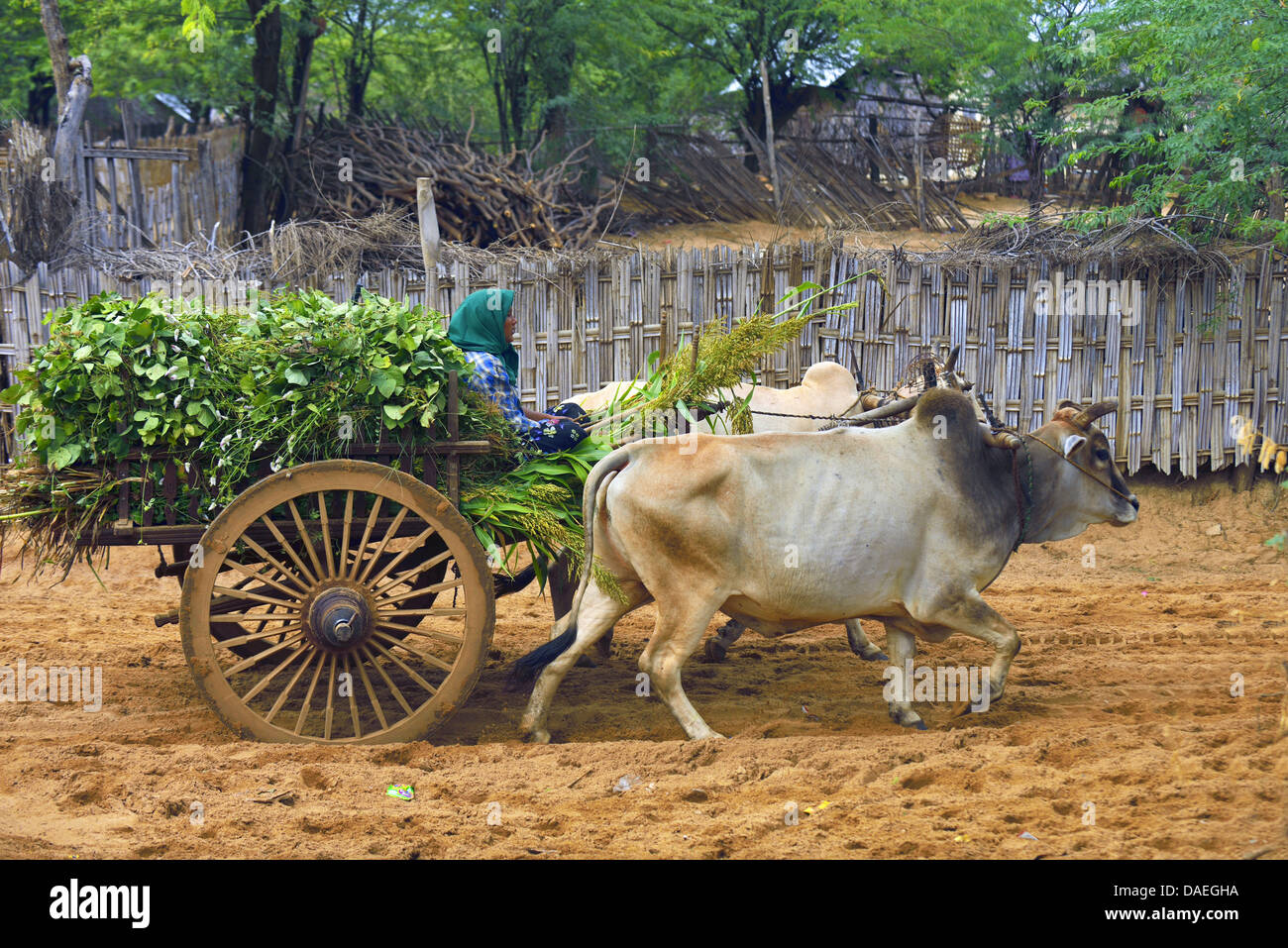 Les bovins domestiques (Bos primigenius f. taurus), femme le transport des plantes sur une charrette, en Birmanie, Bagan Banque D'Images