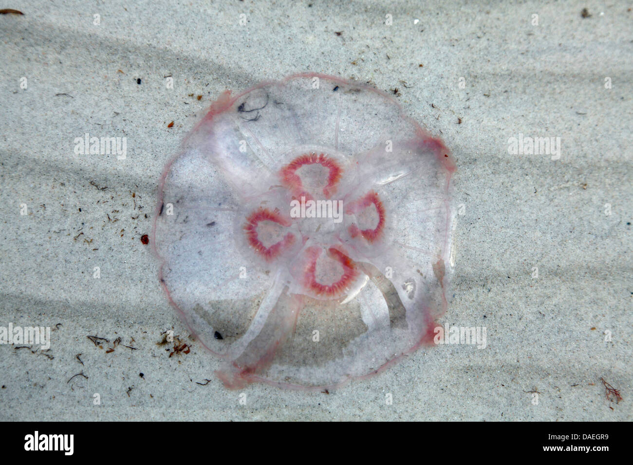Moon jelly, méduse commune (Aurelia aurita), méduses mortes au bord de la mer Baltique, la Suède, Falsterbo Banque D'Images