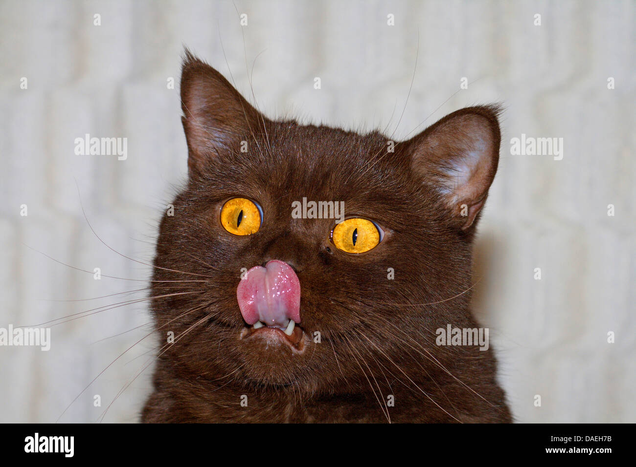 British Shorthair (Felis silvestris catus) f., deux ans tomcat en chocolat tortie Banque D'Images