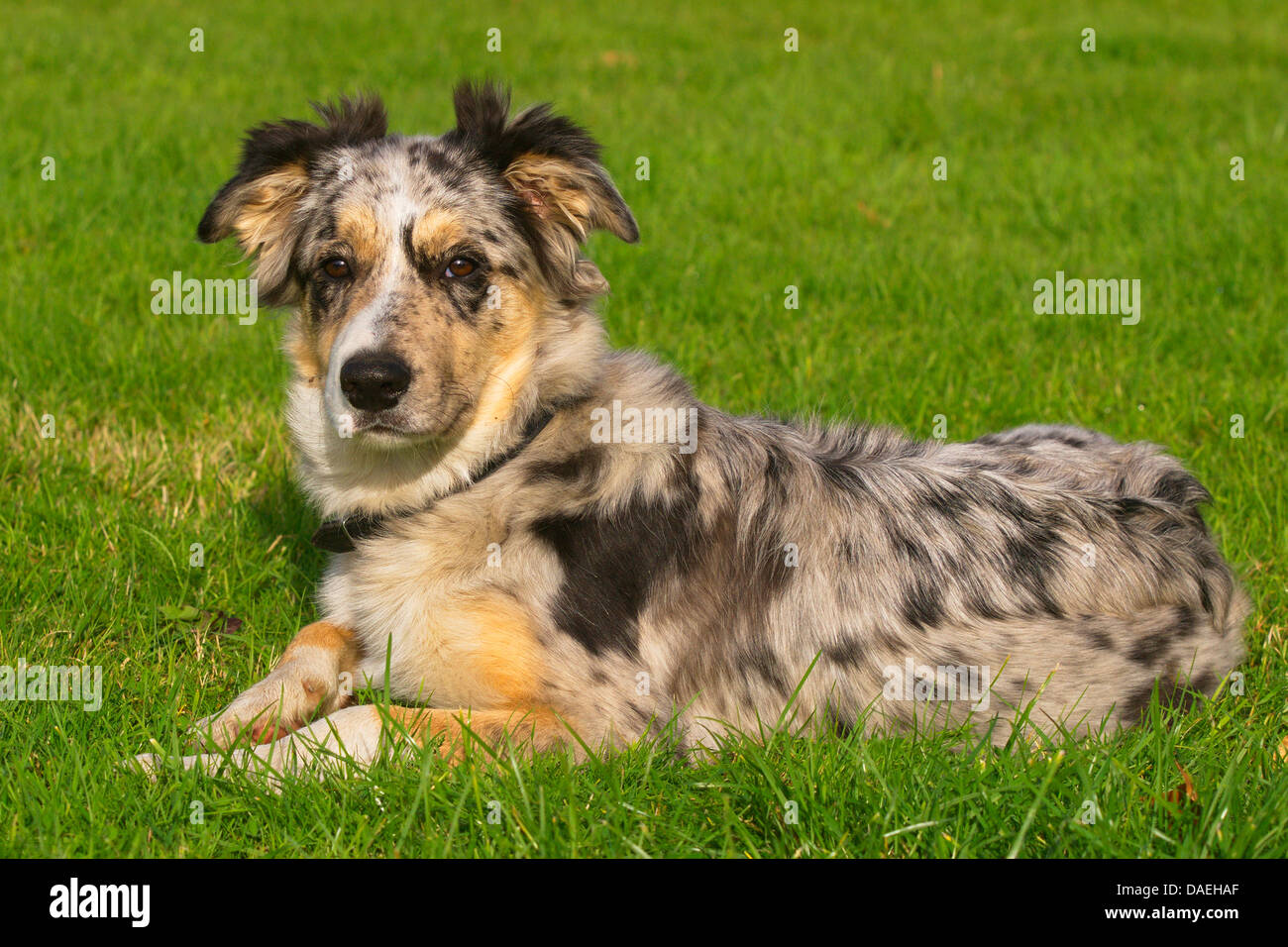 Border Collie (Canis lupus f. familiaris), 6 mois mâle blue merle couchée dans un pré Banque D'Images