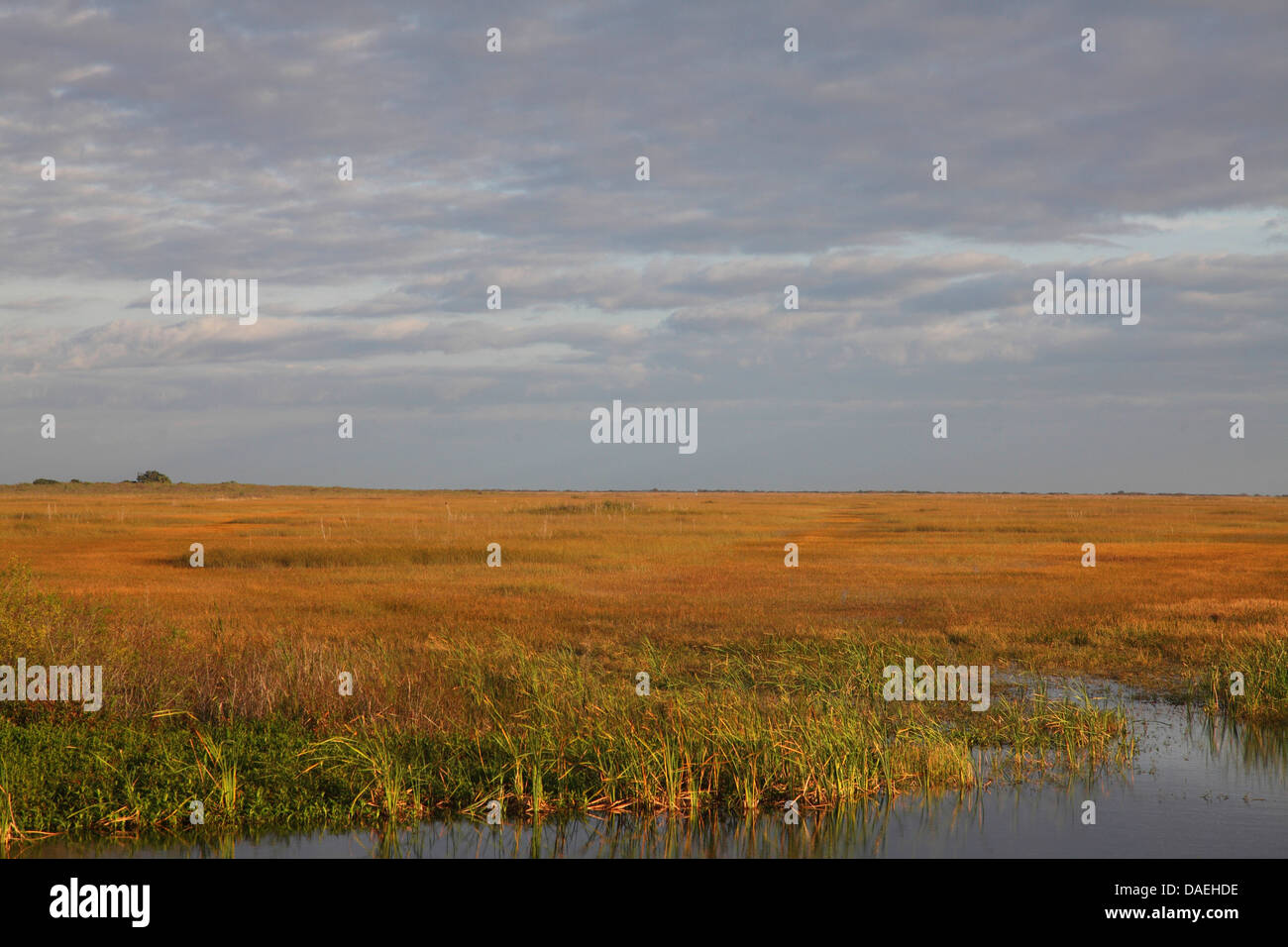 Le Sawgrass-prairie, États-Unis d'Amérique, Floride, le Parc National des Everglades Banque D'Images