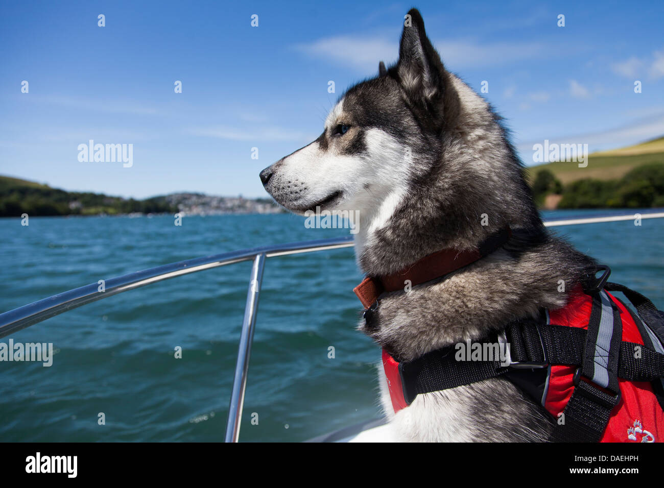 Chien husky en gilet sur bateau dans le Devon, porte un gilet Husky Photo  Stock - Alamy