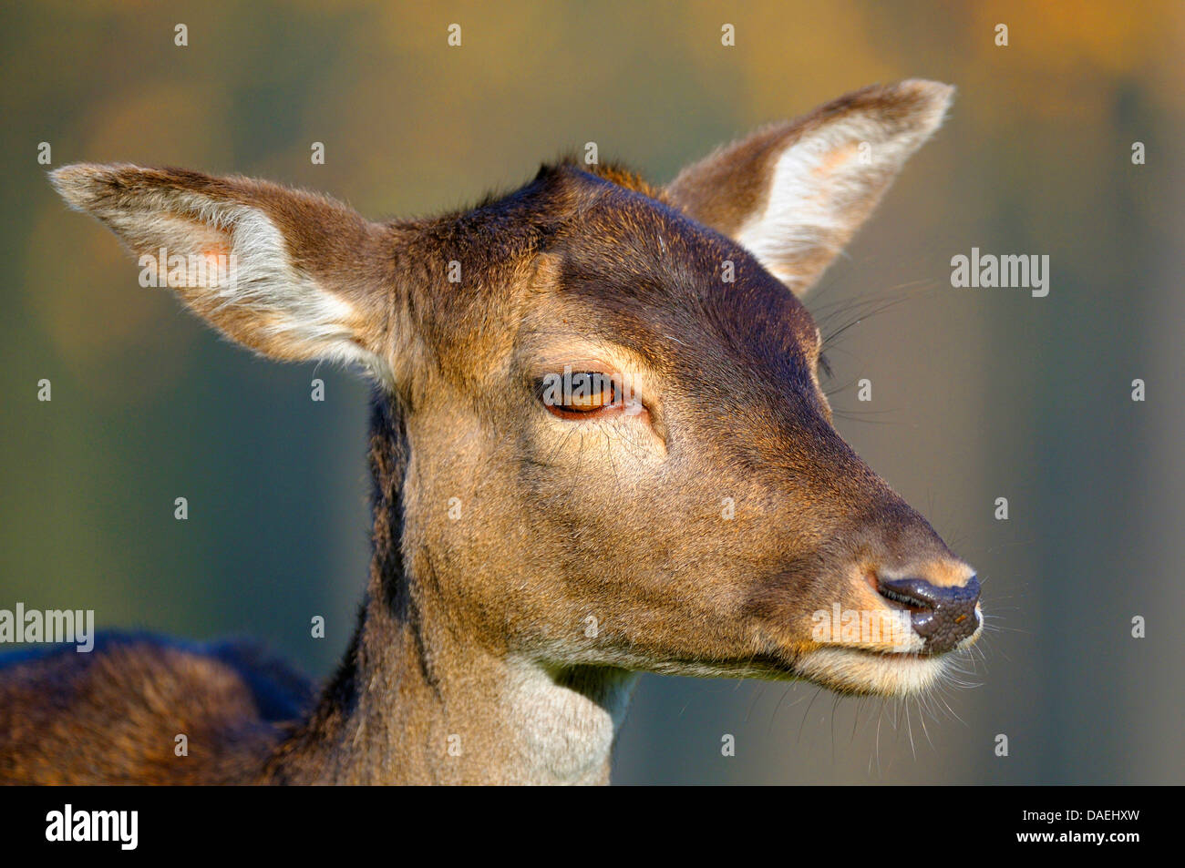 Le daim (Dama dama, Cervus dama), portrait d'un hind, Allemagne Banque D'Images