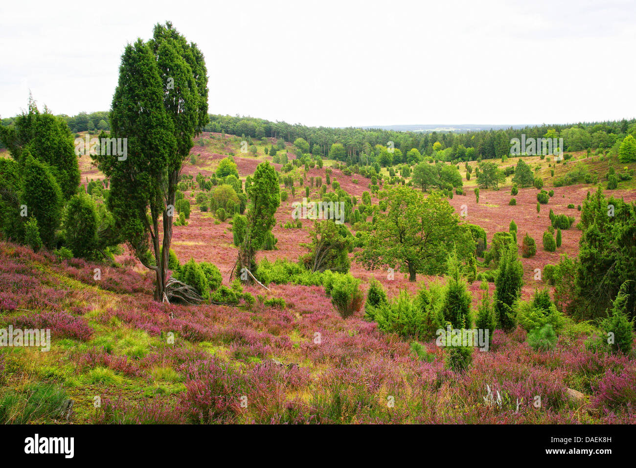 Genévrier commun, Juniperus communis (Genévrier), blooming heath dans Lueneburger Heide, Allemagne, Basse-Saxe Banque D'Images