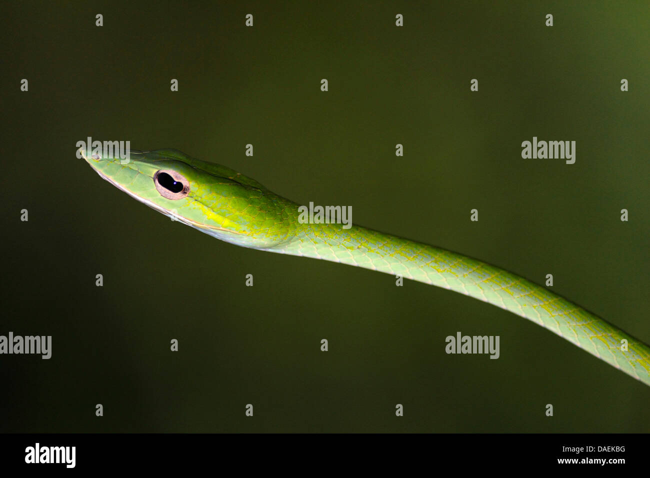 Serpent bec long, long-nez, whipsnake whipsnake Oriental (Ahaetulla prasina), portrait, la Thaïlande, le parc national de Khao Lak Banque D'Images