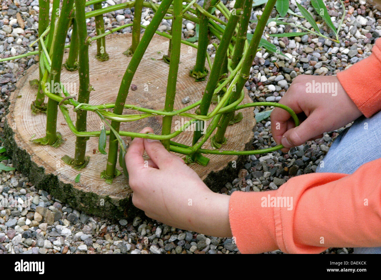 Girl making a wiccurbasket dans le jardin, Allemagne Banque D'Images