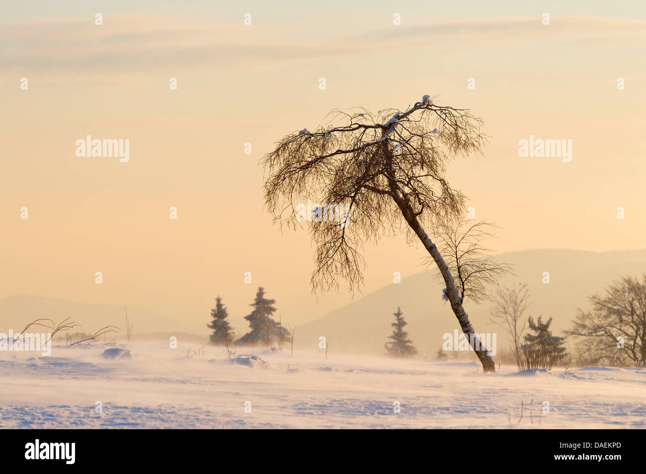 Lever de soleil sur un paysage de prairie enneigée avec des bosquets, Allemagne Banque D'Images