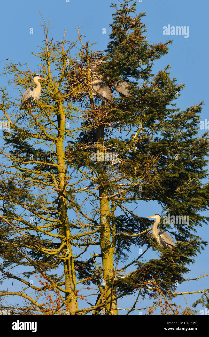 Héron cendré (Ardea cinerea), colonie dans un arbre, Allemagne Banque D'Images