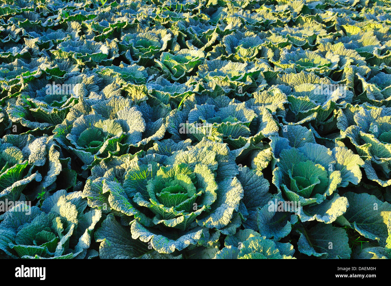 Chou (Brassica oleracea convar. capitata var. sabauda), chou de champ, Allemagne Banque D'Images