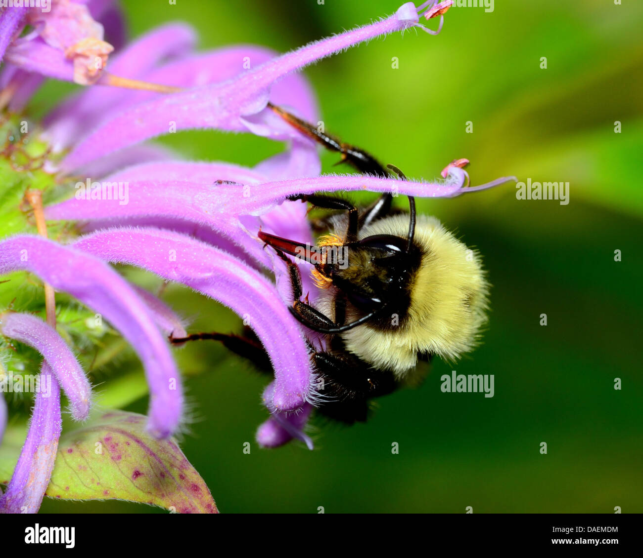Bourdon perché sur une fleur la collecte du pollen. Banque D'Images