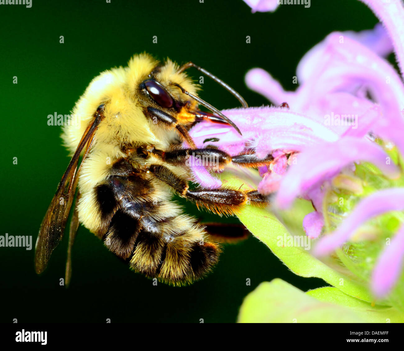 Bourdon perché sur une fleur la collecte du pollen. Banque D'Images