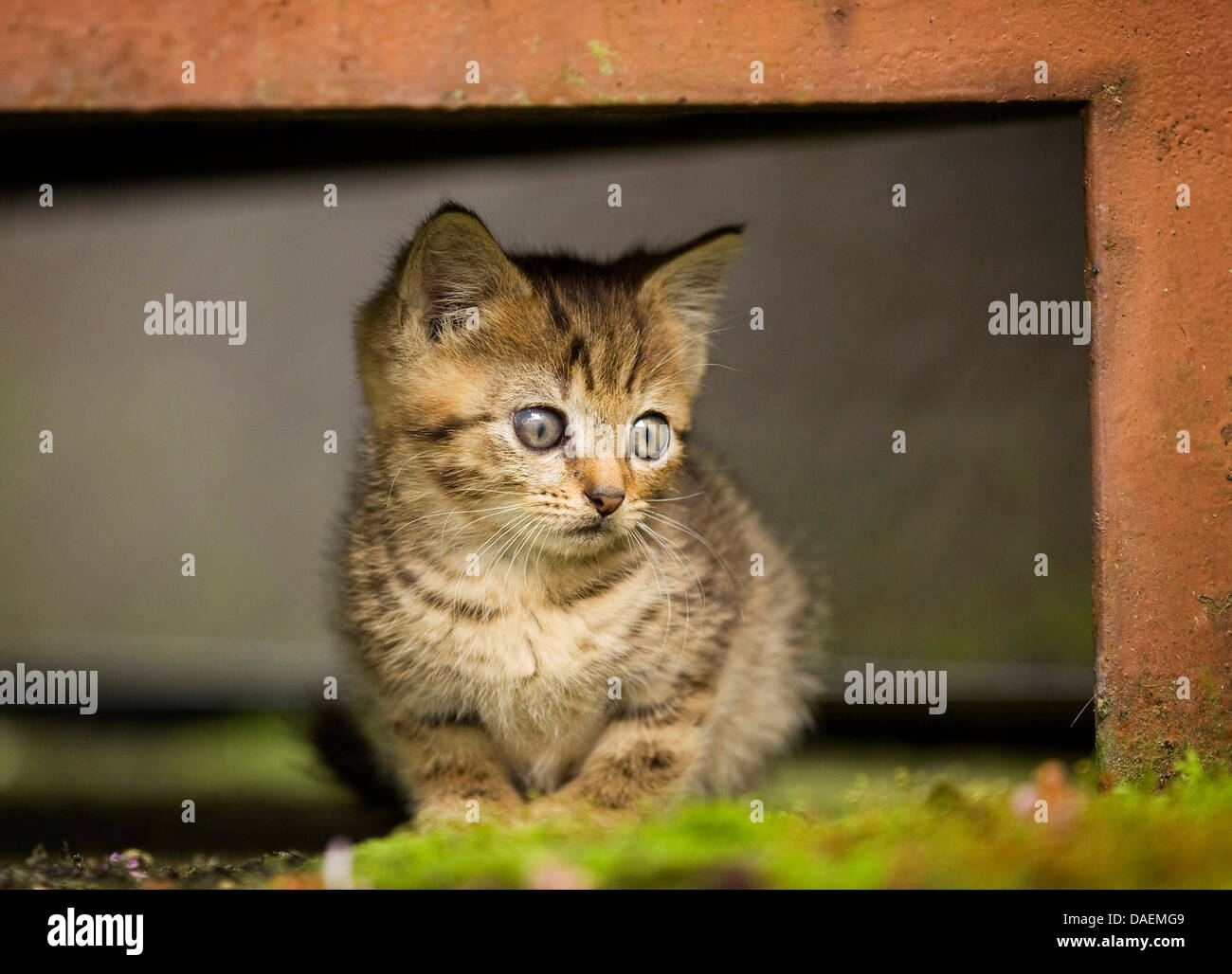 Chat domestique, le chat domestique (Felis silvestris catus). f chaton, assis dans un hideaway, Allemagne Banque D'Images