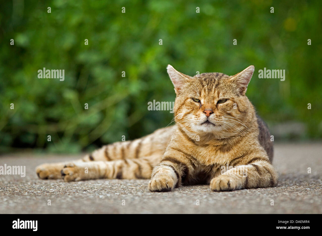 Chat domestique, le chat domestique (Felis silvestris catus), f. brun vieux mensonge tomcat sur une façon de dormir, Allemagne Banque D'Images
