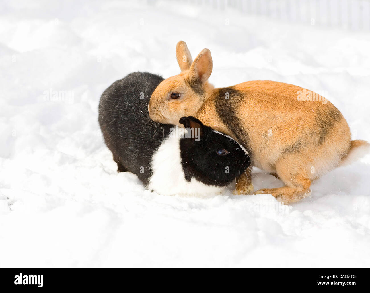 Lapin nain (Oryctolagus cuniculus f. domestica), deux lapins de marche dans la neige, Allemagne Banque D'Images