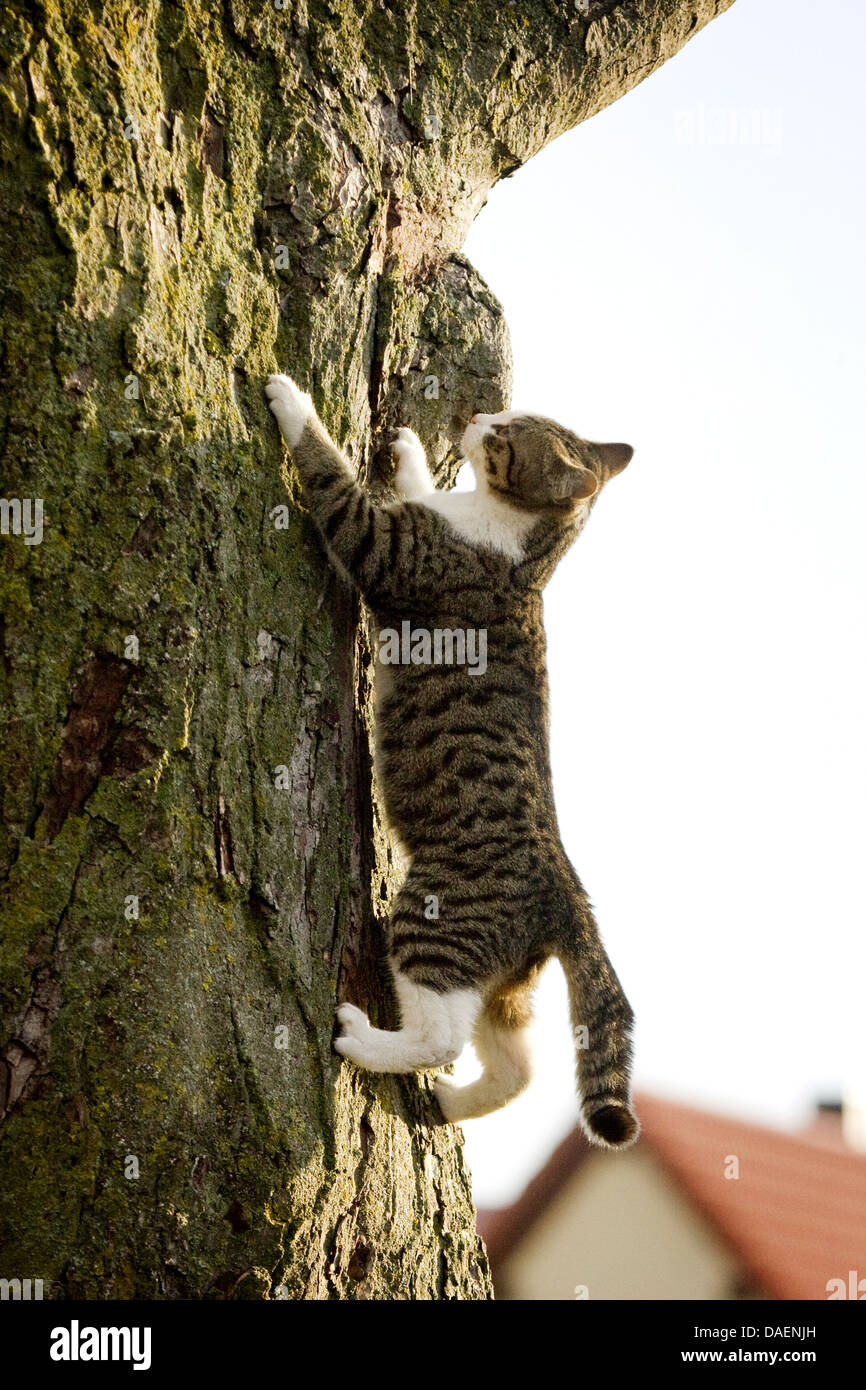 Chat domestique, le chat domestique (Felis silvestris catus). f, l'escalade dans un arbre, Allemagne Banque D'Images