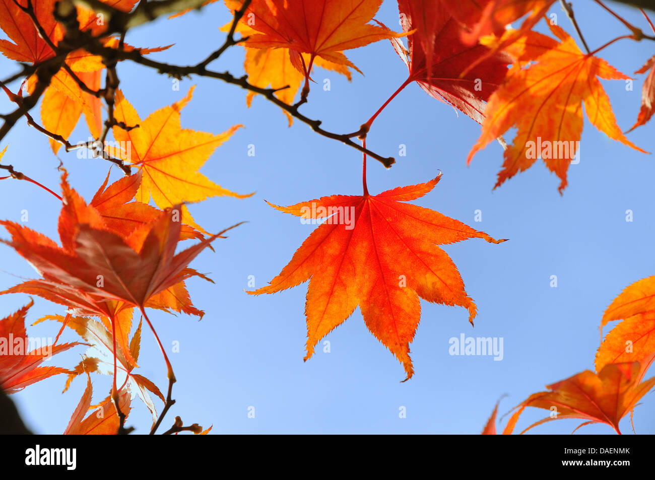 Noyer satiné, Liquidambar, Red Gum (Liquidambar styraciflua), les feuilles d'automne sur fond de ciel bleu, Allemagne Banque D'Images