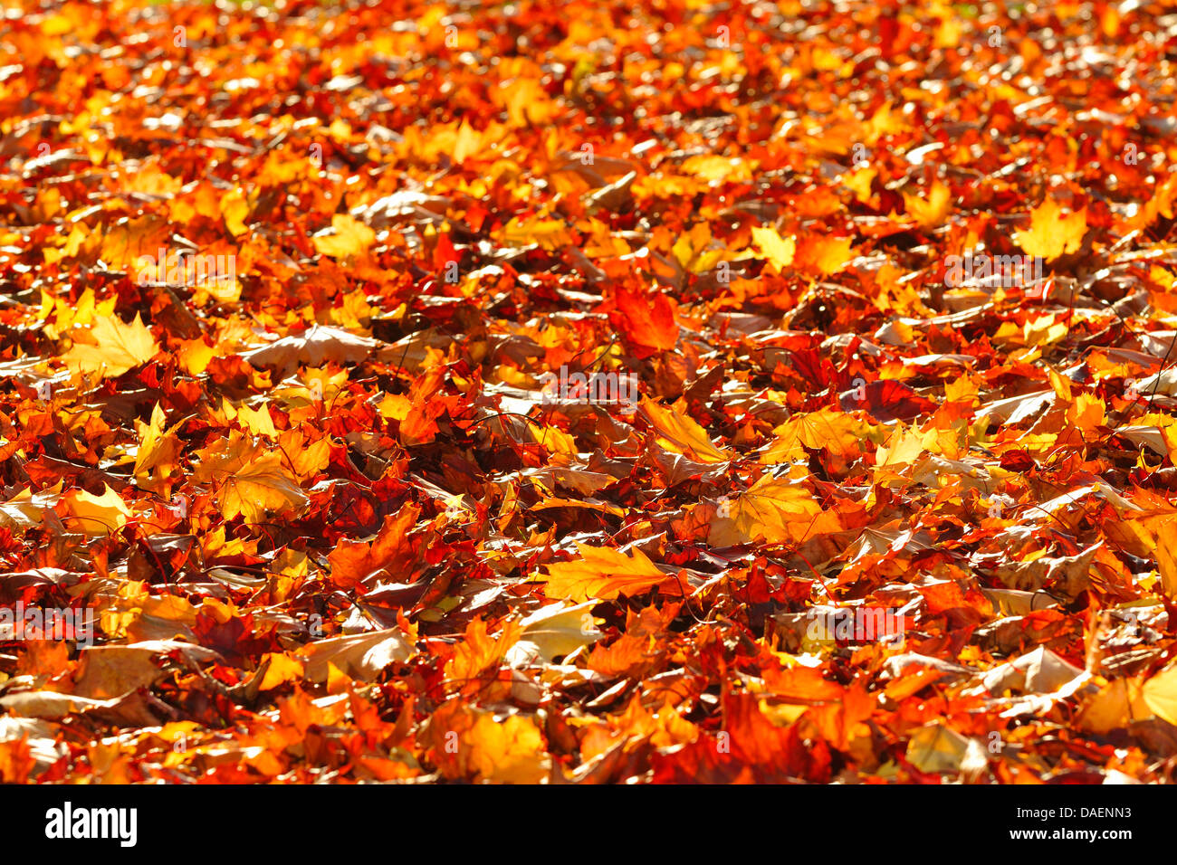 Les feuilles d'automne dans la lumière du soleil, de l'Allemagne Banque D'Images