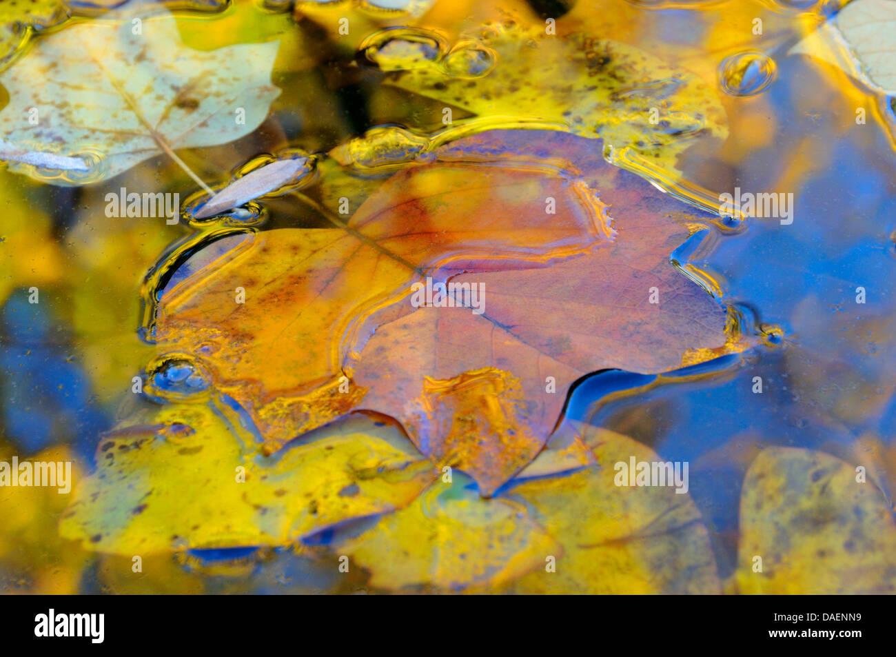 Tulipier de Virginie (Liriodendron tulipifera), piscine des feuilles d'automne sur l'eau, de l'Allemagne Banque D'Images