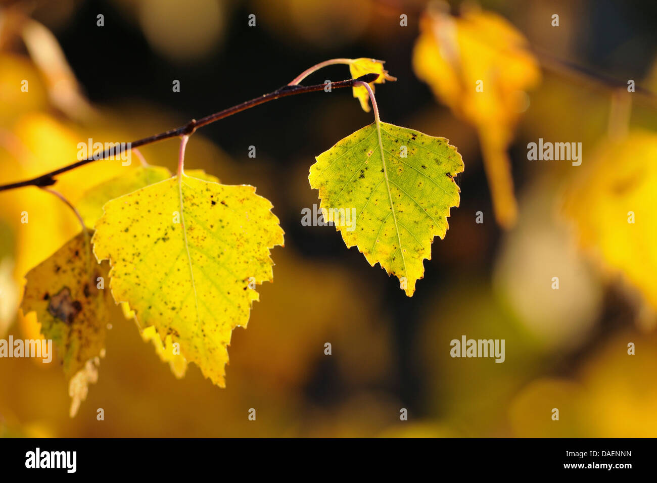 Bouleau commun, le bouleau verruqueux, bouleau blanc européen, le bouleau blanc (Betula pendula, Betula alba), à l'automne feuille de bouleau, Allemagne Banque D'Images