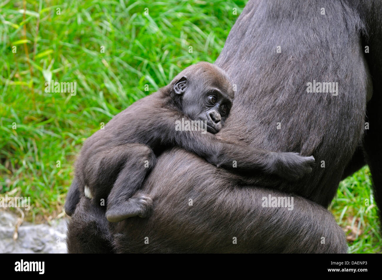 Gorille (Gorilla gorilla gorilla), pup crampes à l'arrière de la mère Banque D'Images