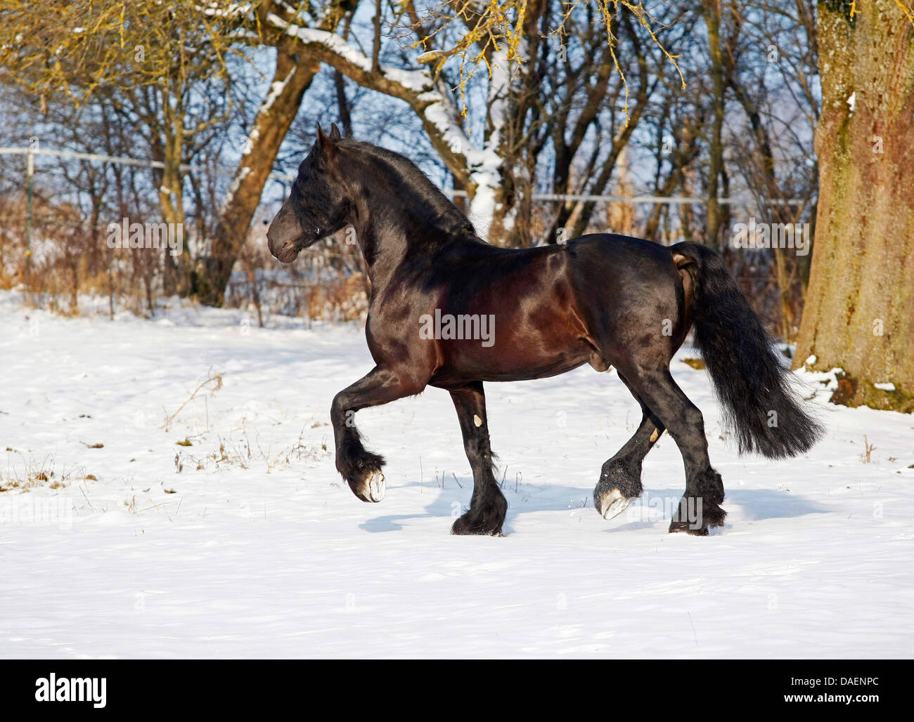 Cheval frison (Equus caballus przewalskii. f), au trot sur snowcovered paddock, Allemagne Banque D'Images