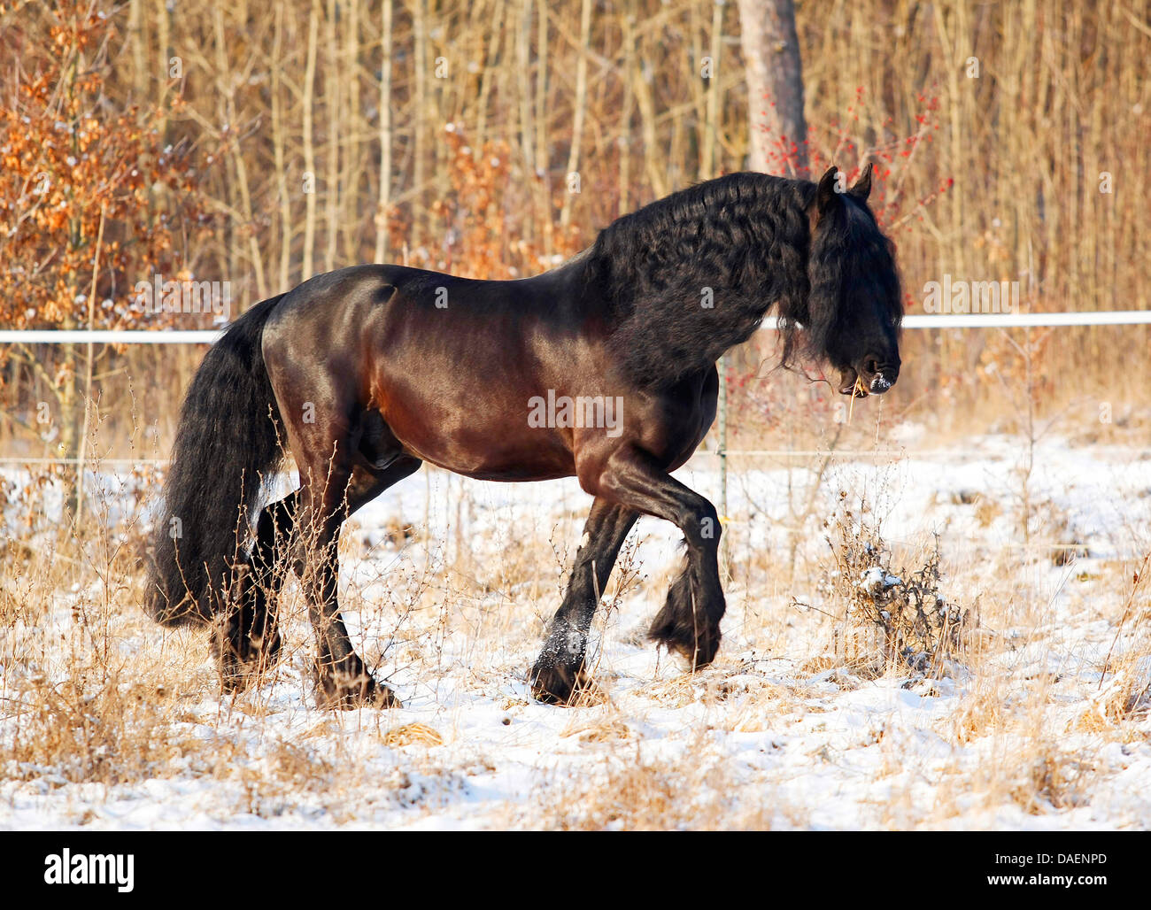 Cheval frison (Equus caballus przewalskii. f), fonctionnant plus snowcovered paddock, Allemagne Banque D'Images