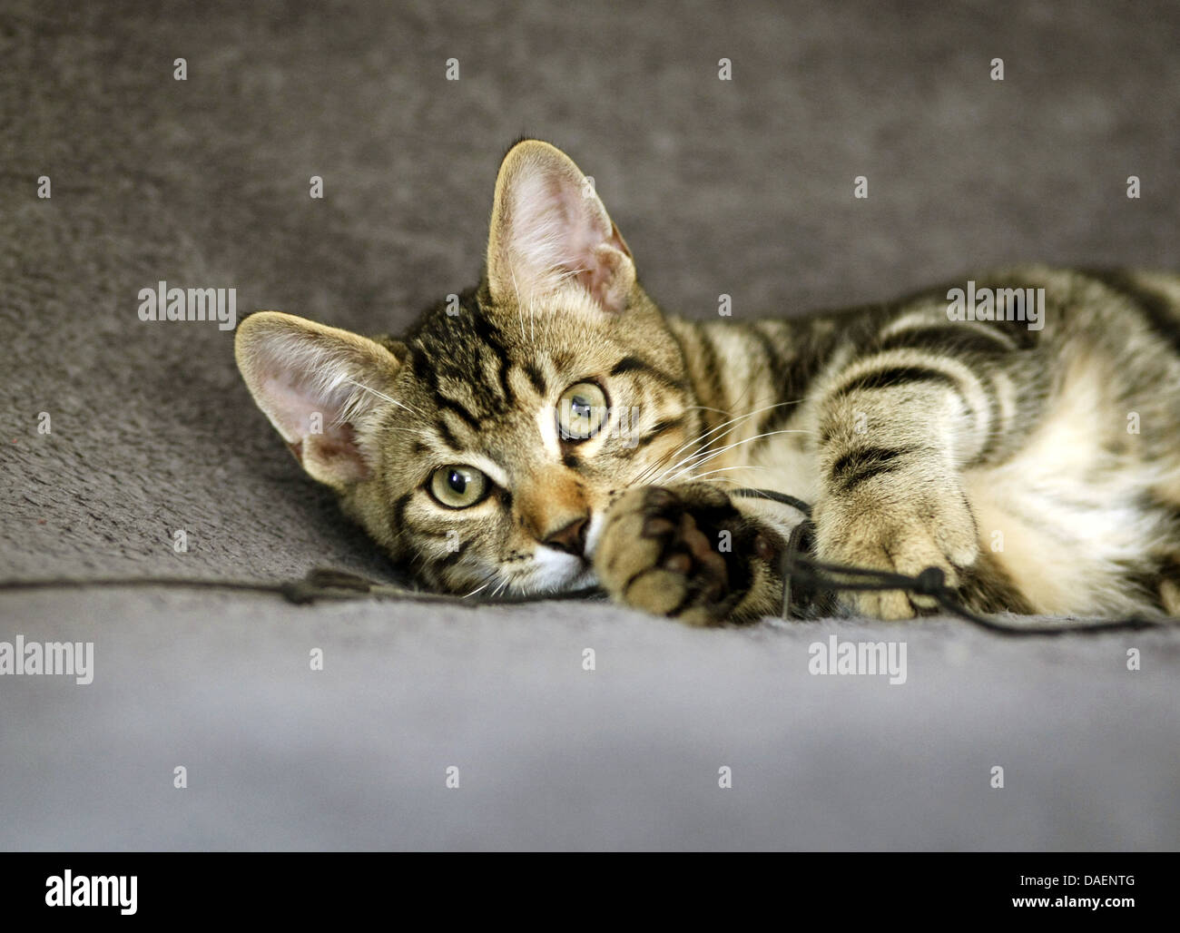 Chat domestique, le chat domestique (Felis silvestris catus. f), allongé sur le tapis à jouer avec un fil, mélange de chat des forêts norvégiennes et chat de maison, Allemagne Banque D'Images