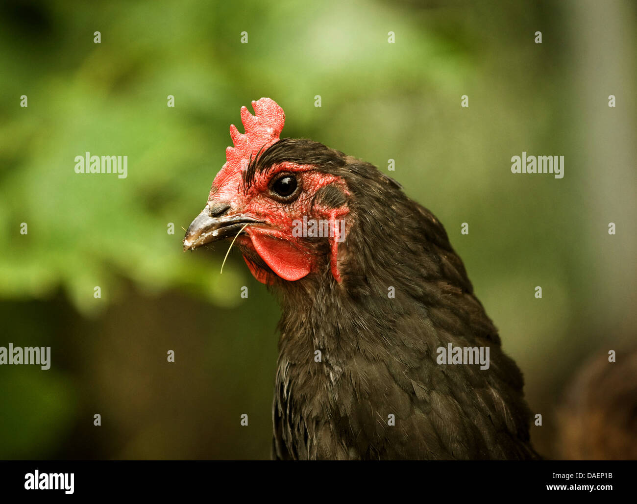 Les oiseaux domestiques (Gallus gallus f. domestica), portrait d'un noir-brun hen, Allemagne Banque D'Images